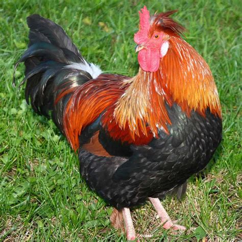 what are the best chicken breeds