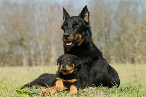 what are the best guard dog breeds