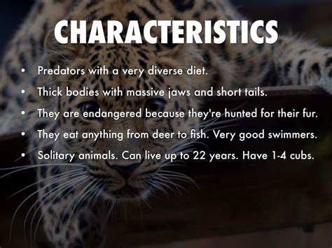 what are the characteristics of a jaguar