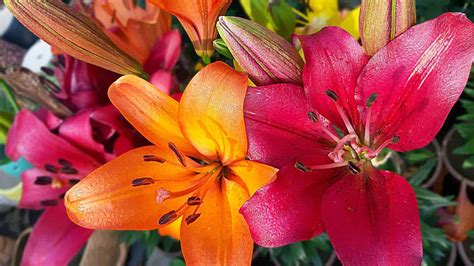 What Are The Colors Of Lilies