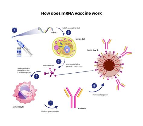 what are the covid mrna vaccines
