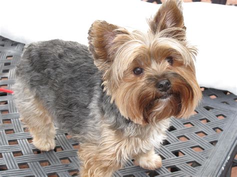 Free What Are The Different Haircuts For Yorkies Hairstyles Inspiration