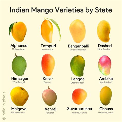 What Are The Different Mango Types
