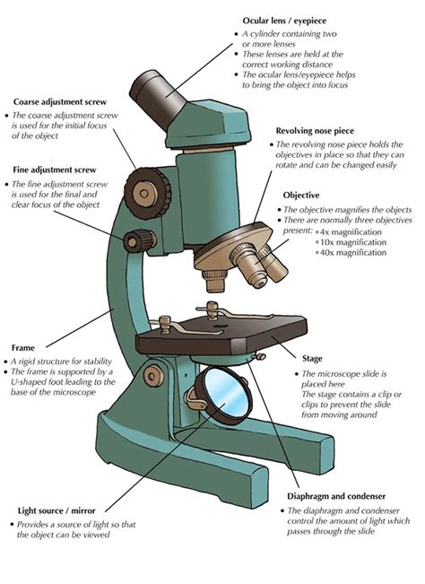 What Are The Different Parts And Functions Of A Microscope