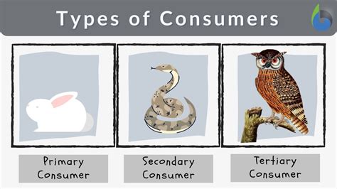 what are the different types of consumers biology