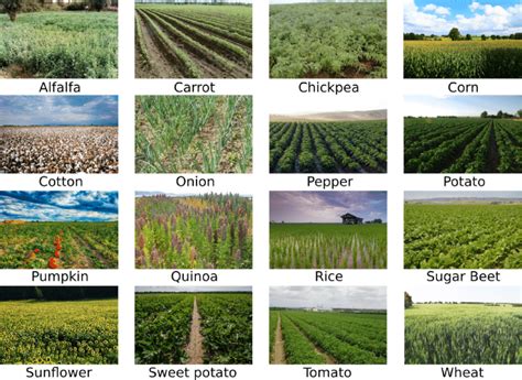what are the different types of crops and examples