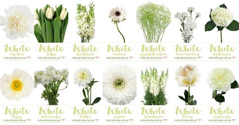 what are the different types of white flowers