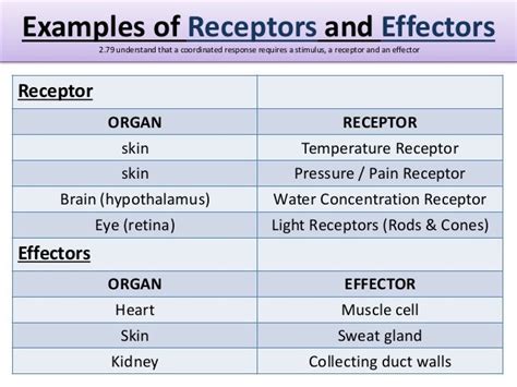 what are the examples of effector