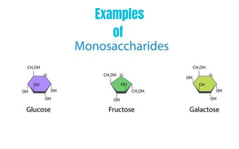 What Are The Examples Of Monosaccharides