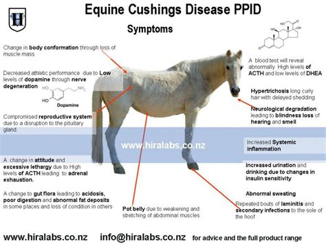 what are the first signs of cushing’s disease in horses