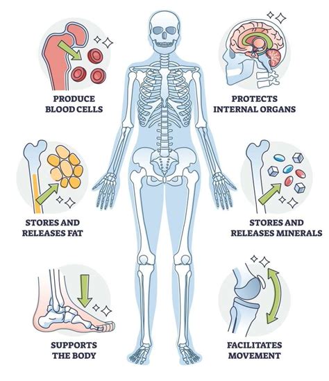what are the functions of bones