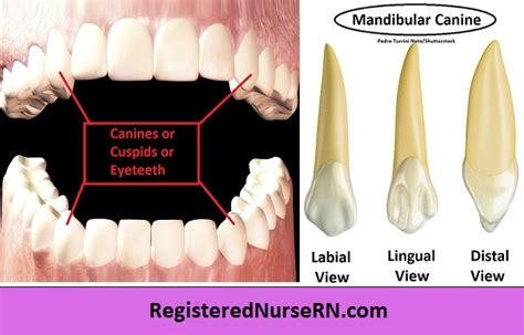 what are the functions of incisors and canines