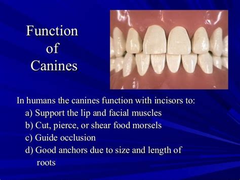 what are the functions of the canines