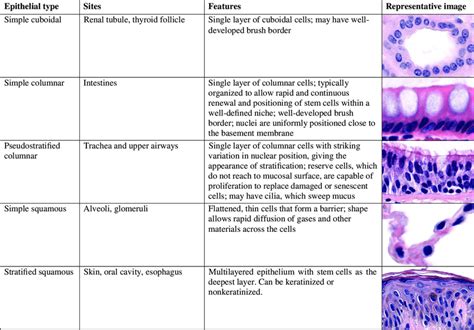 What Are The General Functions Of Simple Columnar Epithelium
