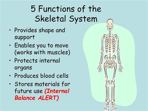 what are the main functions of the skeletal system