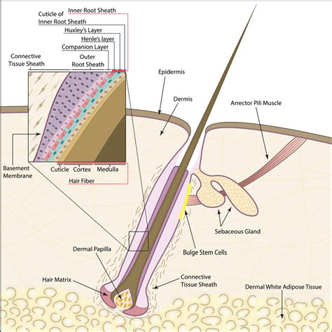 The What Are The Main Structures Of The Hair Follicle For Short Hair
