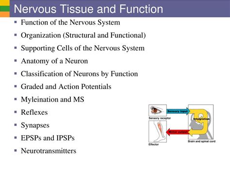 what are the major functions of nervous tissue