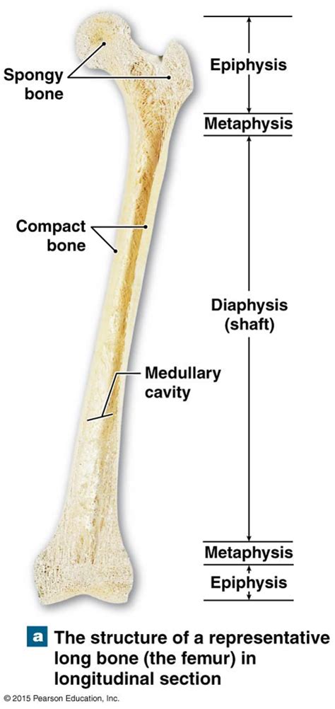 what are the major parts of a long bone