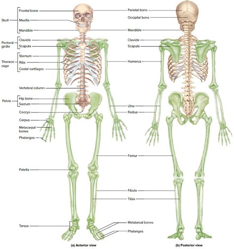 what are the major structures and functions of the human skeletal system