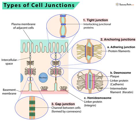What Are The Major Types Of Junctions Between Cells And What Are Their Functions