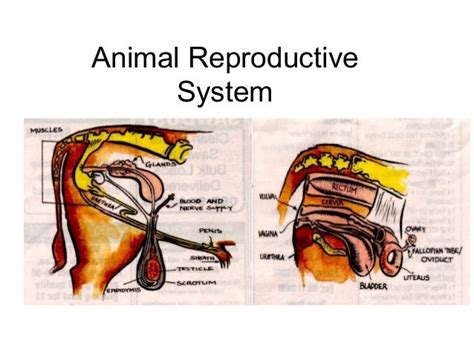 What Are The Reproductive Structures Of Animals
