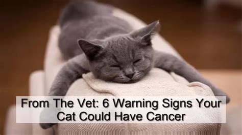 what are the symptoms of colon cancer in cats