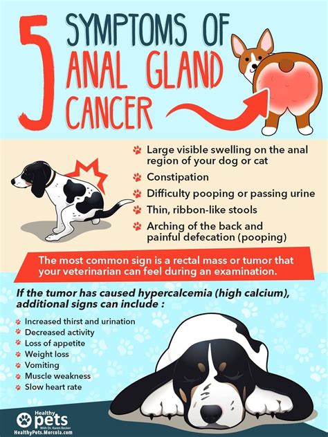 what are the symptoms of colon cancer in dogs