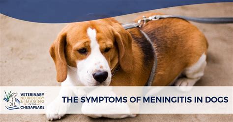 what are the symptoms of meningitis in dogs