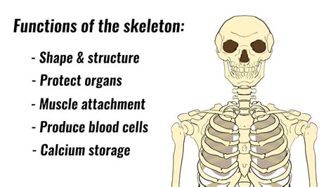 what are the three main functions of the bones