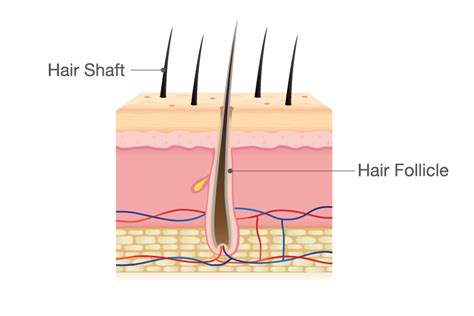 Perfect What Are The Three Parts Of A Hair Shaft For Hair Ideas
