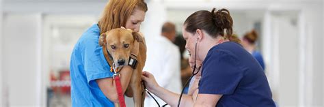 TOP 10 VETERINARY COLLEGES IN INDIA 2020
