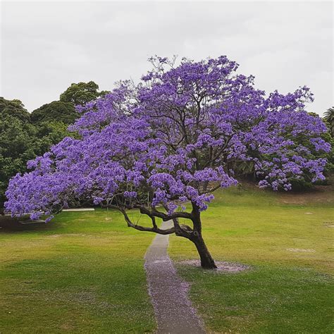 what are the trees with purple blooms