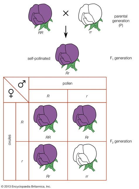what are the two fundamental laws of inheritance discovered by mendel