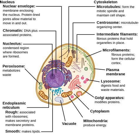 what are the two main components of a cell's structure