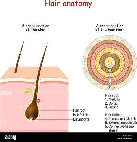 This What Are The Two Parts Of A Hair Follicle For Bridesmaids