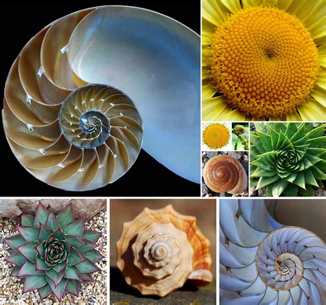what are the two types of pattern in nature fibonacci