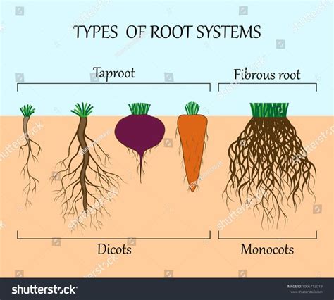 What Are The Types Of Root Device