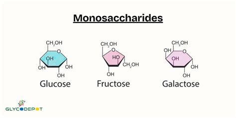What Are Three Examples Of Monosaccharides