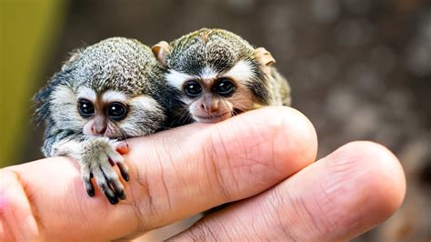 What Are Tiny Monkeys Called