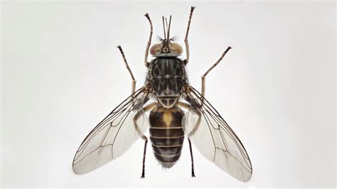 what are tsetse flies