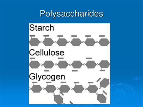 What Are Two Examples Of Polysaccharides