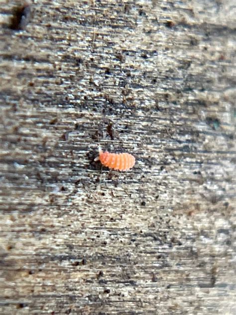 What Are Very Tiny Orange Bugs