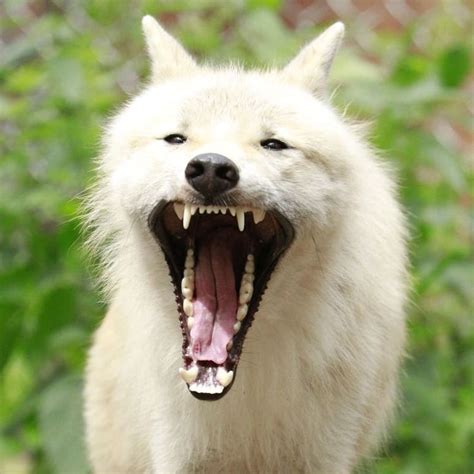 What Are Wolf Teeth Made Of