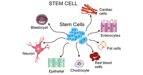 What Are Your Stem Cells