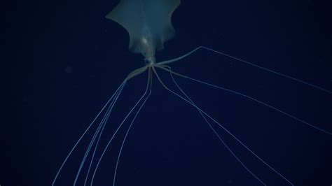 what area was the bigfin squid found