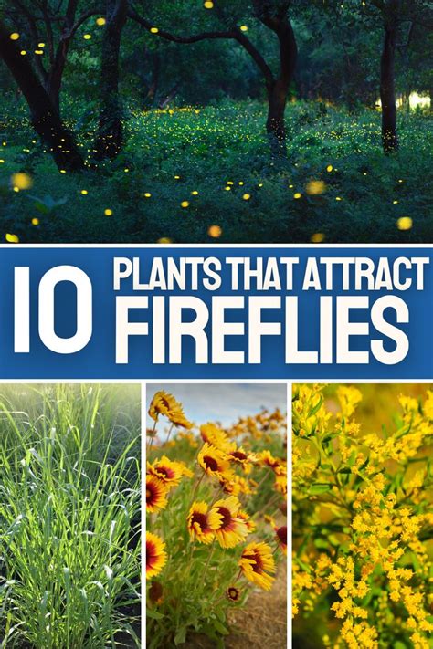 what attracts fireflies