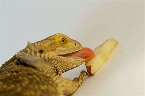 what bearded dragon eat