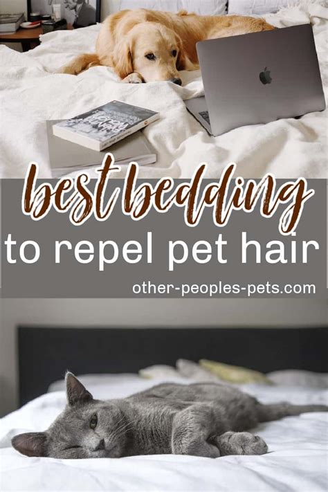 What Bedding Does A Dog Need