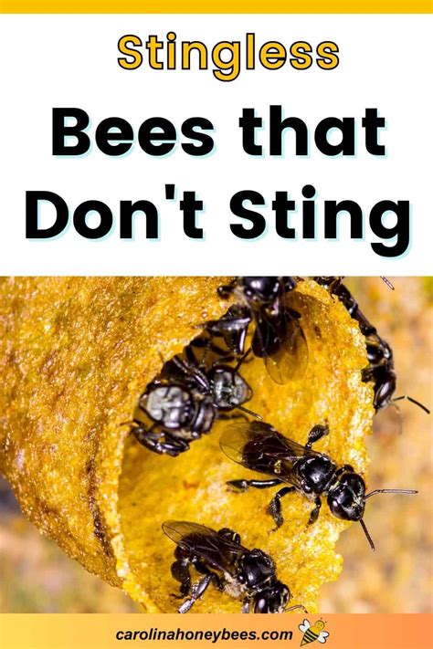 what bees don't sting