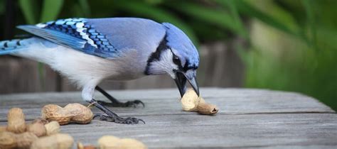 what bird food attracts blue jays